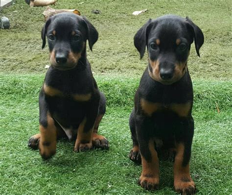 Free Doberman Puppies In Michigan Doberman Pinscher Rescue ― ADOPTIONS.  Free Doberman Puppies In Michigan